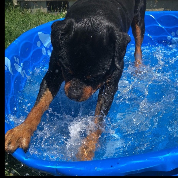 New# 2🐶🐾 ❤️🐶🐾Chat ❤️ - Picture 1 of 16